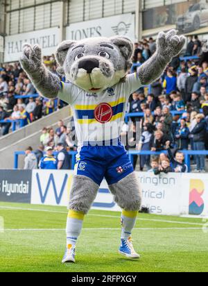 Warrington, Cheshire, Angleterre 4 août 2023. La mascotte des Warrington Wolves, Wolfie, marque un essai avant le coup d'envoi pendant les Dragons des Warrington Wolves V Catalans au stade Halliwell Jones, à la Betfred Super League, à Warrington (image de crédit : ©Cody Froggatt/Alamy Live news) Banque D'Images