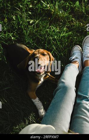 Femme se trompant dans l'herbe avec son chien beagle au soleil Banque D'Images