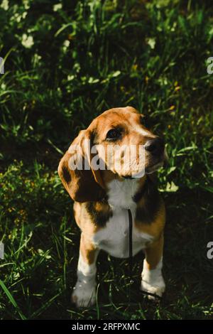 Portrait de chien Beagle en gros plan d'herbe d'été Banque D'Images