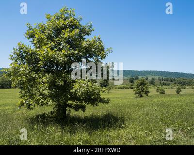 Au Sky Meadows State Park, en Virginie, aux États-Unis, une prairie sereine se déploie, ornée d'un arbre solitaire gracieusement positionné au premier plan. Ci-dessus, la va Banque D'Images