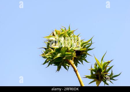 Agave chiapensis fleurs et semis, plante à feuilles persistantes, sans tige, succulente dans le jardin. Banque D'Images