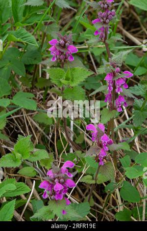 Fleurs roses d'ortie morte tachetée Lamium maculatum. Fleurs de Lamium maculatum gros plan. Banque D'Images