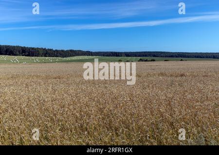 Champs de blé mûr, champ où le blé est cultivé en été Banque D'Images