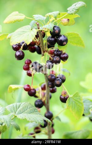 Sur la branche des baies de brousse sont mûres (Ribes nigrum). Banque D'Images