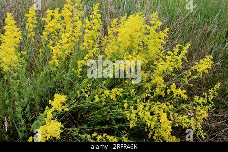 Le galium verum pousse parmi les graminées dans la nature Banque D'Images
