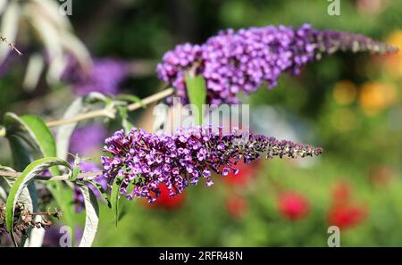 Le buisson de la buddleja davidi fleurit dans le jardin Banque D'Images