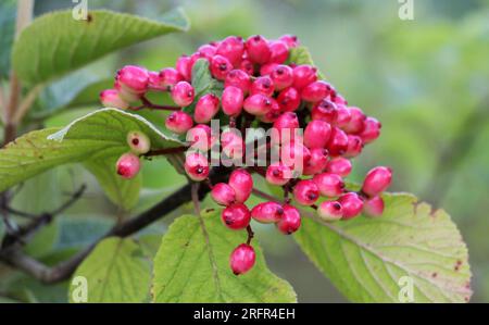 En été, le viburnum est à feuilles entières (Viburnum lantana) les baies mûrissent Banque D'Images