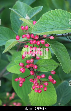 En été, le viburnum est à feuilles entières (Viburnum lantana) les baies mûrissent Banque D'Images