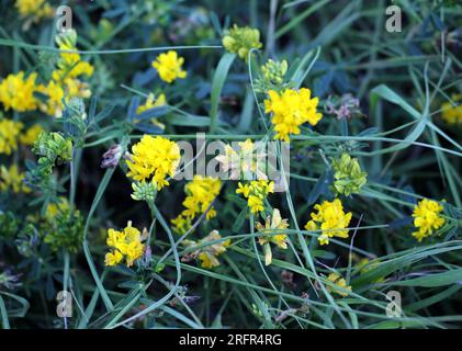 La faucille de luzerne (Medicago falcata) fleurit dans la nature Banque D'Images