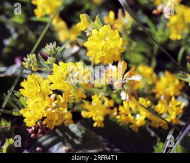 La faucille de luzerne (Medicago falcata) fleurit dans la nature Banque D'Images