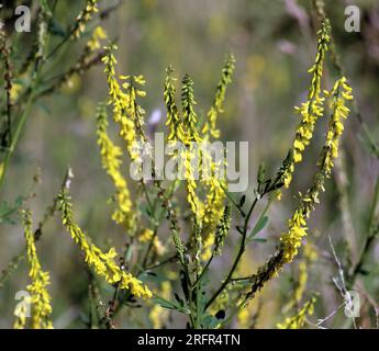 Le melilot jaune strié (Melilotus officinalis) fleurit dans la nature en été Banque D'Images