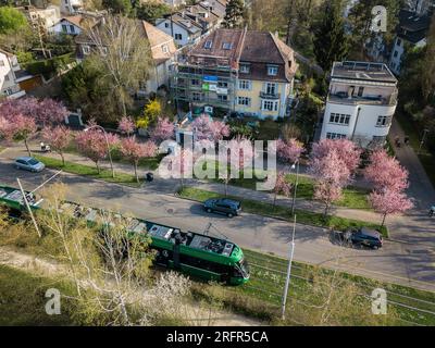 Bâle, Suisse - mars 28. 2022 : un quartier résident à Bruderholz à Bâle avec rangée de cerisiers roses en fleurs le long d'une rue au printemps t Banque D'Images