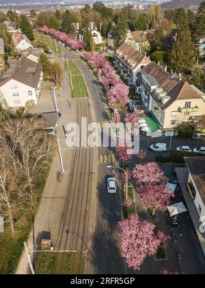Bâle, Suisse - mars 28. 2022 : rangée de cerisiers roses fleuris le long d'une rue de la ville de Bâle au printemps. Banque D'Images