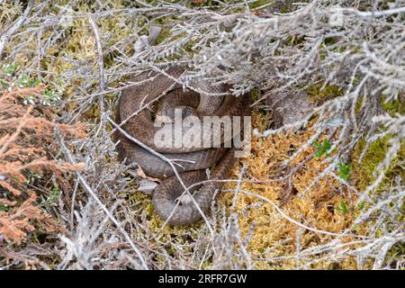 Serpent lisse (Coronella austriaca) se prélassant sur des landes, espèce de reptiles la plus rare de Grande-Bretagne, Surrey, Angleterre, Royaume-Uni Banque D'Images