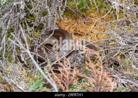 Serpent lisse (Coronella austriaca) se prélassant sur des landes, espèce de reptiles la plus rare de Grande-Bretagne, Surrey, Angleterre, Royaume-Uni Banque D'Images