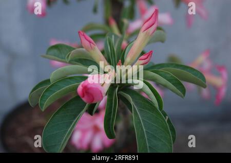 Les fleurs d'Adenium qui sont encore des bourgeons sont prêtes à fleurir Banque D'Images