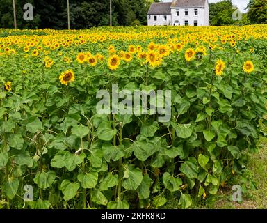 Champ de tournesols en pleine floraison West Cork Irlande Banque D'Images