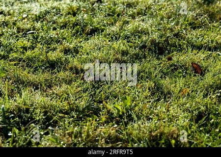 Variété de blé d'hiver couverte de gouttes de rosée après le gel, blé vert frais dans le champ en automne Banque D'Images