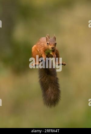 Un tir unique d'écureuil rouge sautant (Sciuris vulgaris), volant dans les airs avec les pattes et la queue touffue tendue. Fond clair Yorkshire, Royaume-Uni Banque D'Images