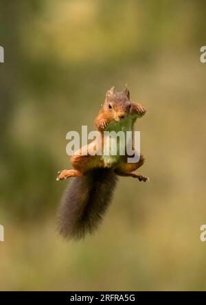 Un tir unique d'écureuil rouge sautant (Sciuris vulgaris), volant dans les airs avec les pattes et la queue touffue tendue. Fond clair Yorkshire, Royaume-Uni Banque D'Images