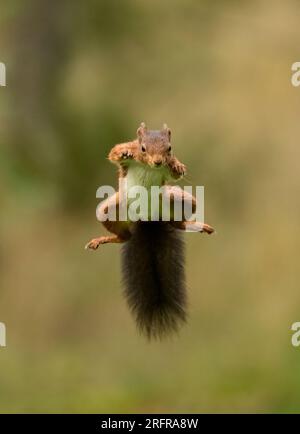 Un tir unique d'écureuil rouge sautant (Sciuris vulgaris), volant dans les airs avec les pattes et la queue touffue tendue. Fond clair Yorkshire, Royaume-Uni Banque D'Images