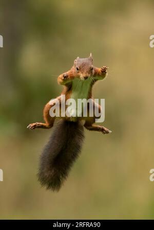 Un tir unique d'écureuil rouge sautant (Sciuris vulgaris), volant dans les airs avec les pattes et la queue touffue tendue. Fond clair Yorkshire, Royaume-Uni Banque D'Images