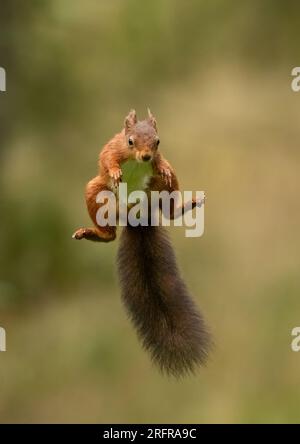 Un tir unique d'écureuil rouge sautant (Sciuris vulgaris), volant dans les airs avec les pattes et la queue touffue tendue. Fond clair Yorkshire, Royaume-Uni Banque D'Images