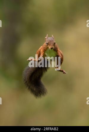 Un tir unique d'écureuil rouge sautant (Sciuris vulgaris), volant dans les airs avec les pattes et la queue touffue tendue. Fond clair Yorkshire, Royaume-Uni Banque D'Images