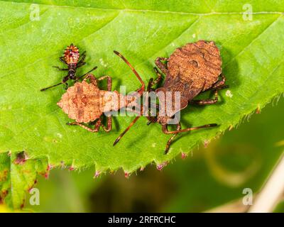 Nymphes des stades précoce, moyen et final du squashbug britannique Coreus marginatus , bug du Dock Banque D'Images