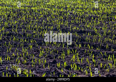 La rosée tombe sur l'herbe verte automne, la culture semis de blé d'hiver et les premières pousses de blé de la saison d'automne dans le champ Banque D'Images