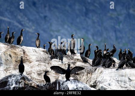 Colonie de grands cormorans sur un rocher à Kamøyvær dans le nord de la Norvège près du Cap Nord en fin de soirée d'été en août 2022 avec des roches montrant des signes de Banque D'Images