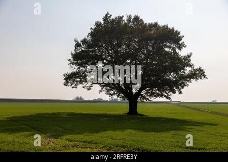 Changements dans le feuillage du chêne au début de l'automne, changements dans la couleur du feuillage d'un chêne poussant dans un champ avec de l'herbe verte Banque D'Images