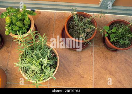Herbes dans des pots poussant sur le balcon. Photo de haute qualité Banque D'Images