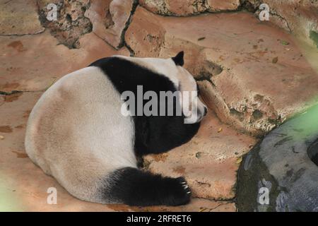 Bogor, Indonésie. 5 août 2023. Le panda géant Cai Tao est vu lors d'une célébration pour son 13e anniversaire au Taman Safari à Bogor, Java Ouest, Indonésie, le 5 août 2023. Les pandas géants Cai Tao et Hu Chun de la province du Sichuan au sud-ouest de la Chine vivent dans le parc safari depuis 2017. Crédit : Sandika Fadilah/Xinhua/Alamy Live News Banque D'Images