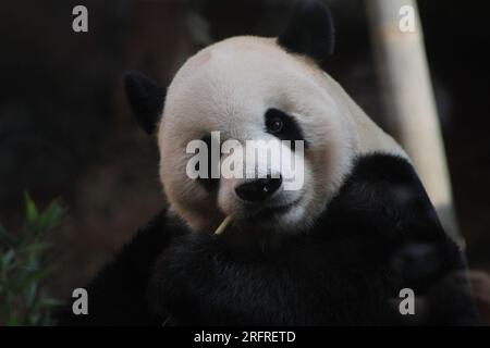 Bogor, Indonésie. 5 août 2023. Le panda géant Cai Tao est vu lors d'une célébration pour son 13e anniversaire au Taman Safari à Bogor, Java Ouest, Indonésie, le 5 août 2023. Les pandas géants Cai Tao et Hu Chun de la province du Sichuan au sud-ouest de la Chine vivent dans le parc safari depuis 2017. Crédit : Sandika Fadilah/Xinhua/Alamy Live News Banque D'Images