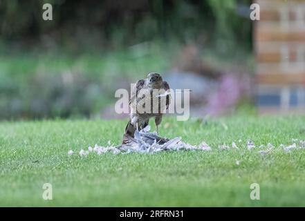 Une femelle Sparrowhawk , avec sa prise de pigeon . Profiter du repas, le déchirer avec des plumes qui volent partout. Suffolk, Royaume-Uni Banque D'Images