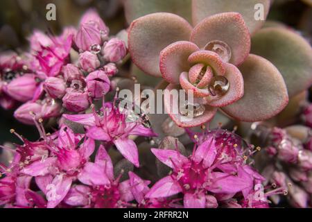 Gros plan de fleur de sedum après la pluie Banque D'Images