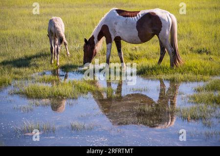 Poneys emblématiques de Chincoteague National Wildlife refuge Banque D'Images