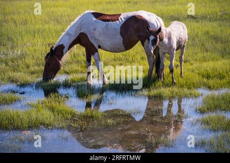 Poneys emblématiques de Chincoteague National Wildlife refuge Banque D'Images