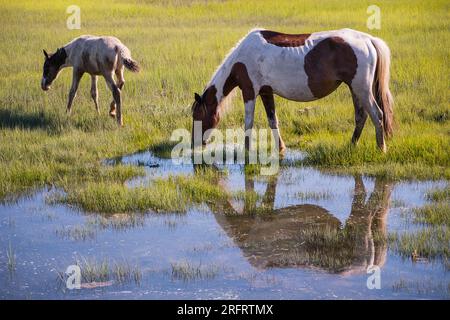 Poneys emblématiques de Chincoteague National Wildlife refuge Banque D'Images