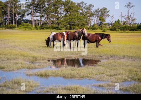 Poneys emblématiques de Chincoteague National Wildlife refuge Banque D'Images