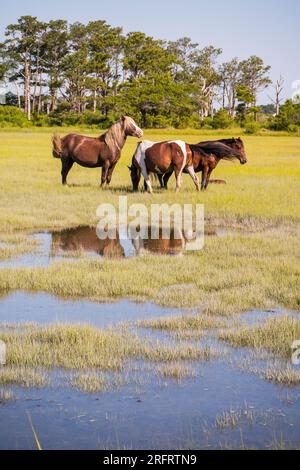 Poneys emblématiques de Chincoteague National Wildlife refuge Banque D'Images