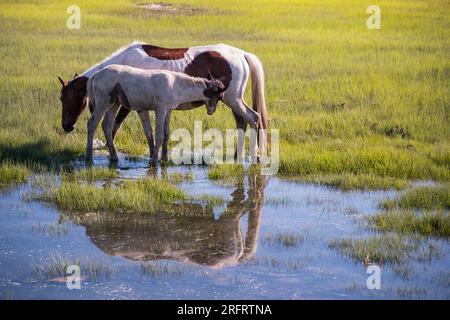 Poneys emblématiques de Chincoteague National Wildlife refuge Banque D'Images