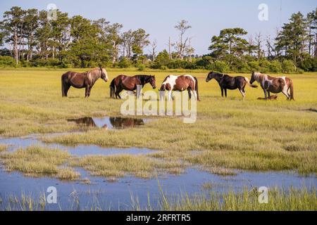 Poneys emblématiques de Chincoteague National Wildlife refuge Banque D'Images