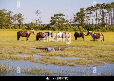 Poneys emblématiques de Chincoteague National Wildlife refuge Banque D'Images