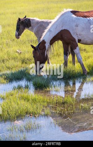 Poneys emblématiques de Chincoteague National Wildlife refuge Banque D'Images