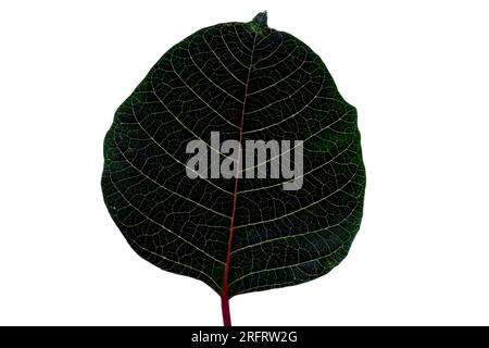 Feuille de poinsettia, isolée, vert foncé, veines, image rapprochée, photographie macro. Noël. Banque D'Images