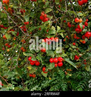 Baies rouges éclatantes. Buisson de lingonberry, baies rouges et feuillage vert. Aussi connu sous le nom de « cowberry ». Banque D'Images