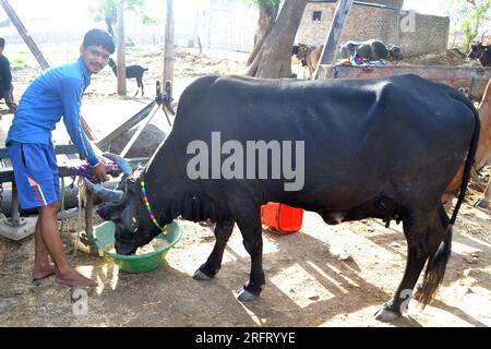 12-05-2021 Indore, député de l'Inde. Jeune fermier indien donnant de l'herbe à une vache noire, scène rurale indienne Banque D'Images