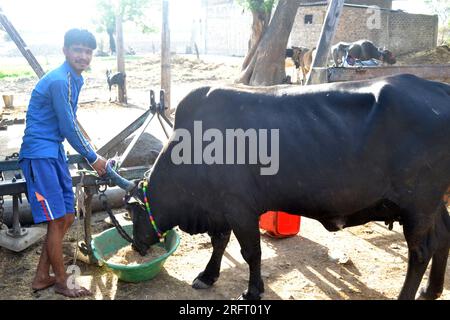 12-05-2021 Indore, député de l'Inde. Jeune fermier indien donnant de l'herbe à une vache noire, scène rurale indienne Banque D'Images